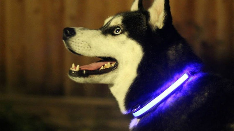 Illuminated Safety Collar