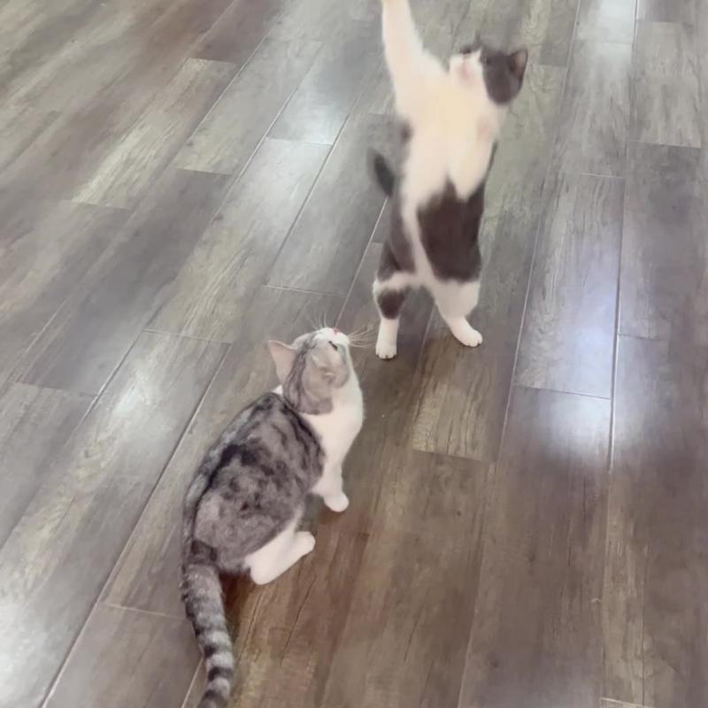Simulation Parrot Cat Teaser Toy