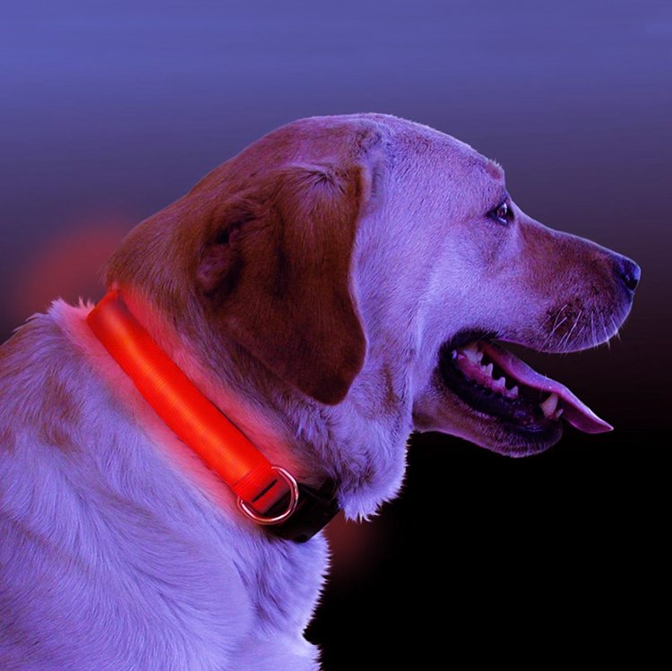 Illuminated Safety Collar