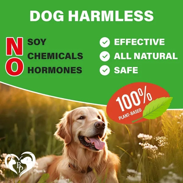 Canine Hip and Joint Support Soft Chews