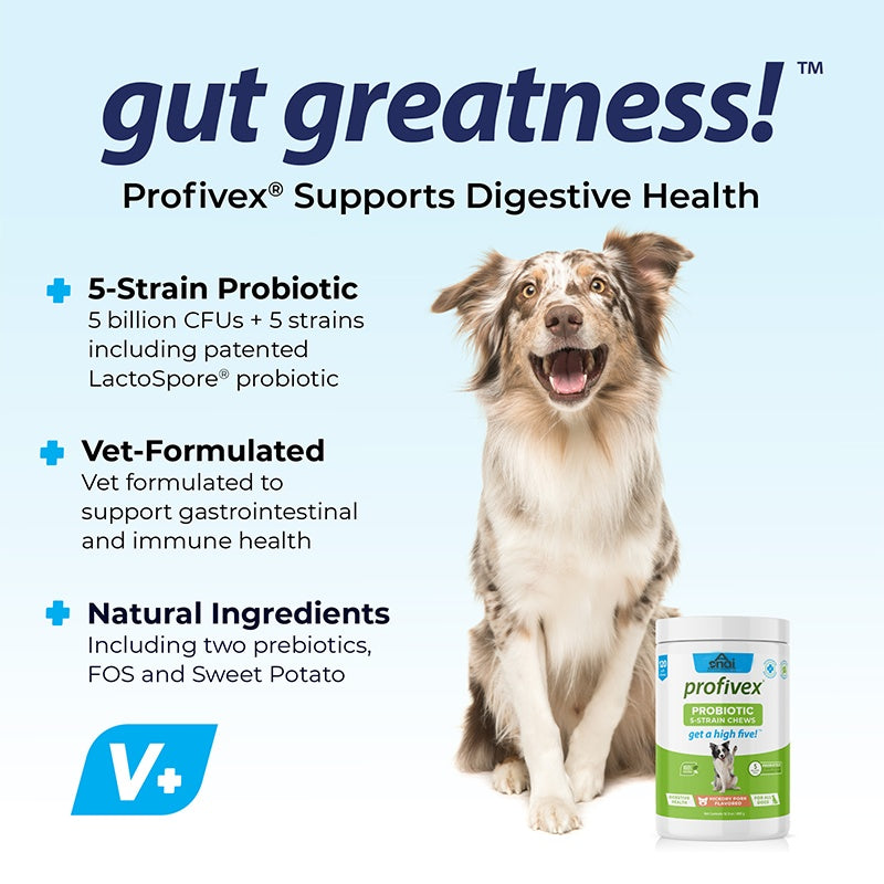 Probiotic Chews for Canine Digestive Health