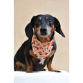 Elegant Reversible Pet Bandana