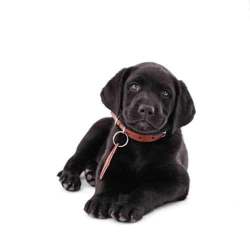 Classic Leather Canine Collar