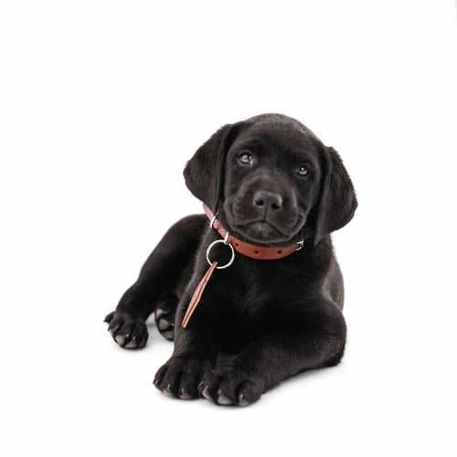 Classic Leather Canine Collar