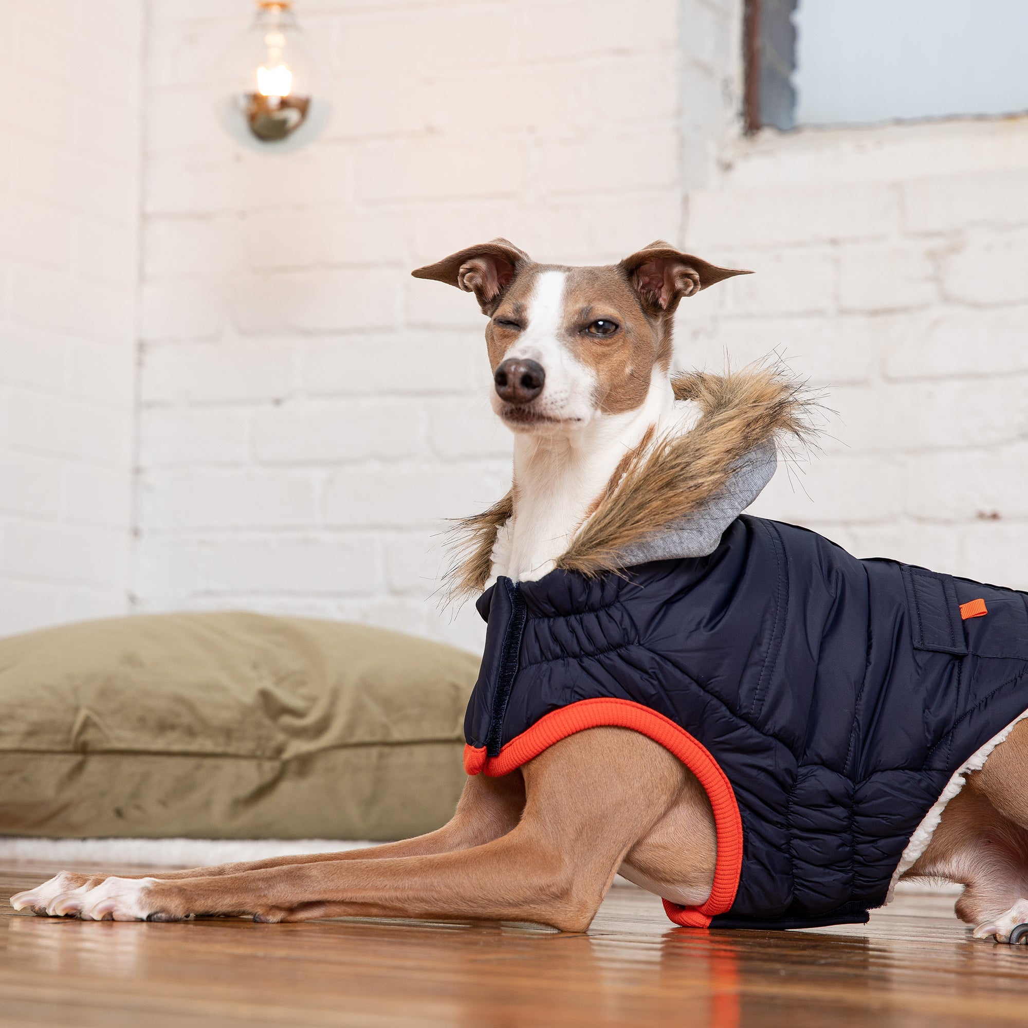 Winter Sailor Pet Parka - Navy