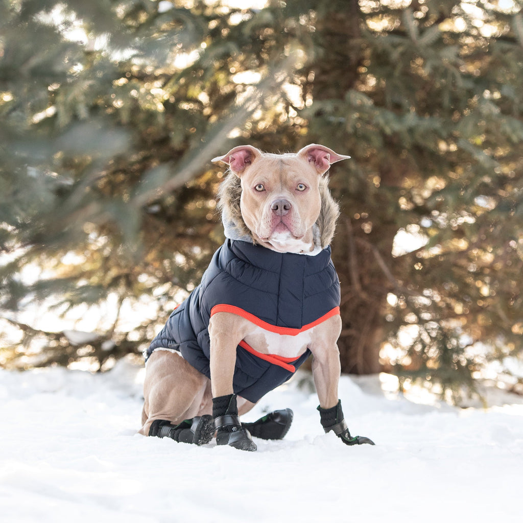 Winter Sailor Pet Parka - Navy
