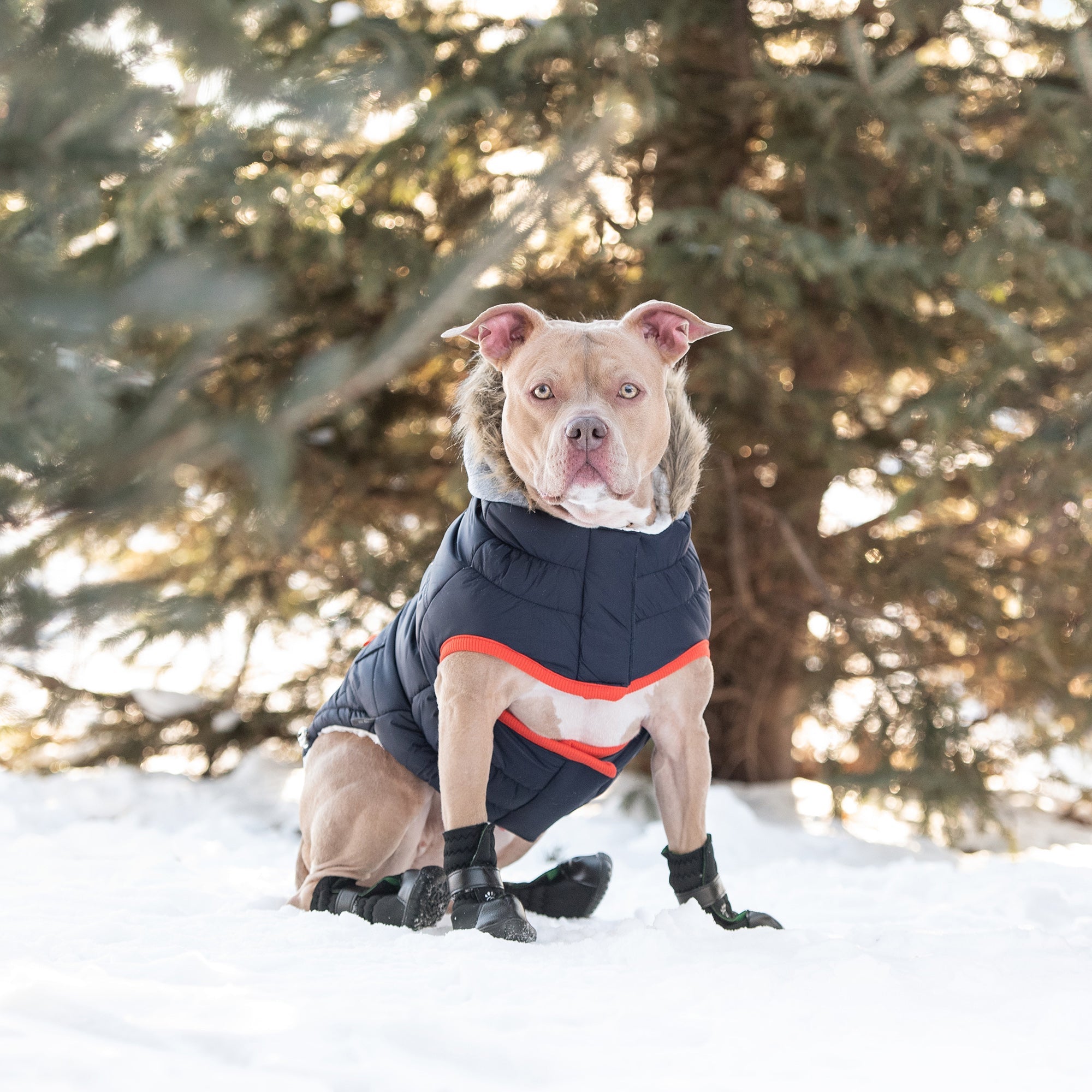 Winter Sailor Pet Parka - Navy