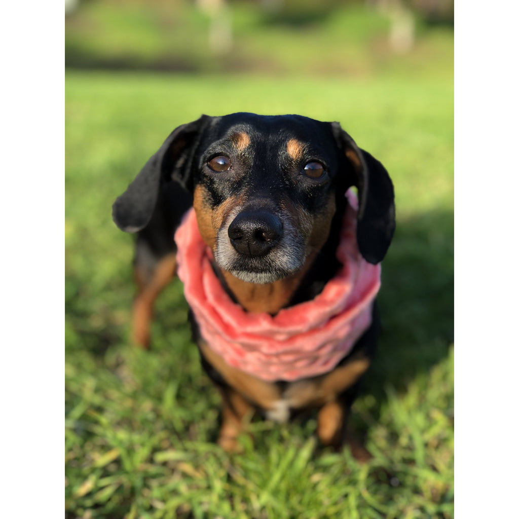 Elegant Faux Fur Scarf for Pet and Owner