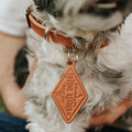 Classic Leather Canine Collar