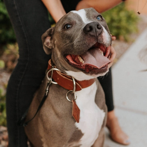 Classic Leather Canine Collar
