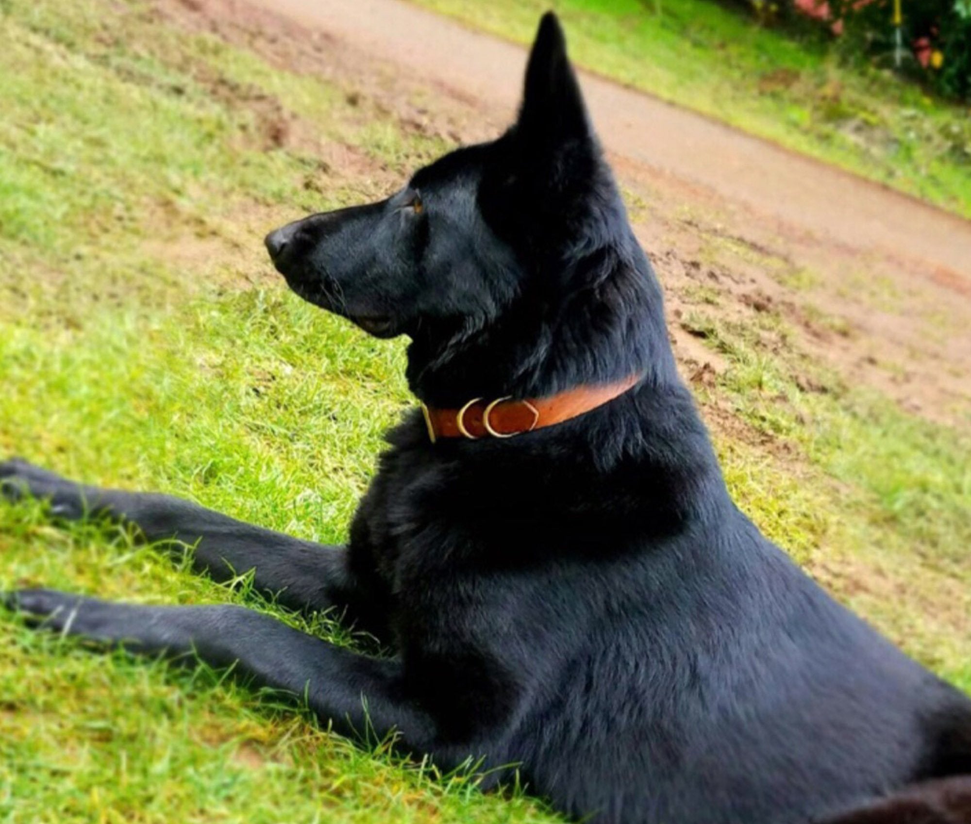 Classic Leather Canine Collar