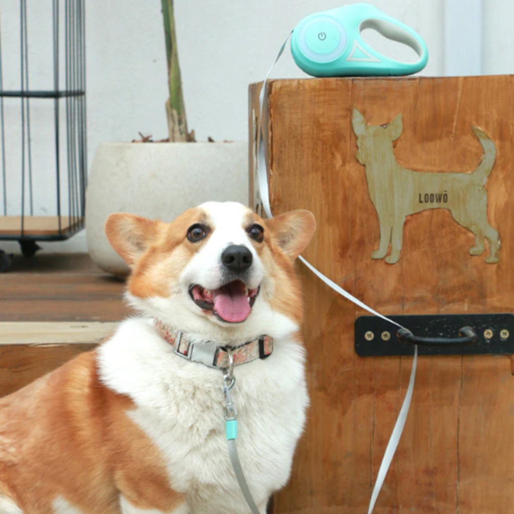 Retractable Leash with Integrated Lighting