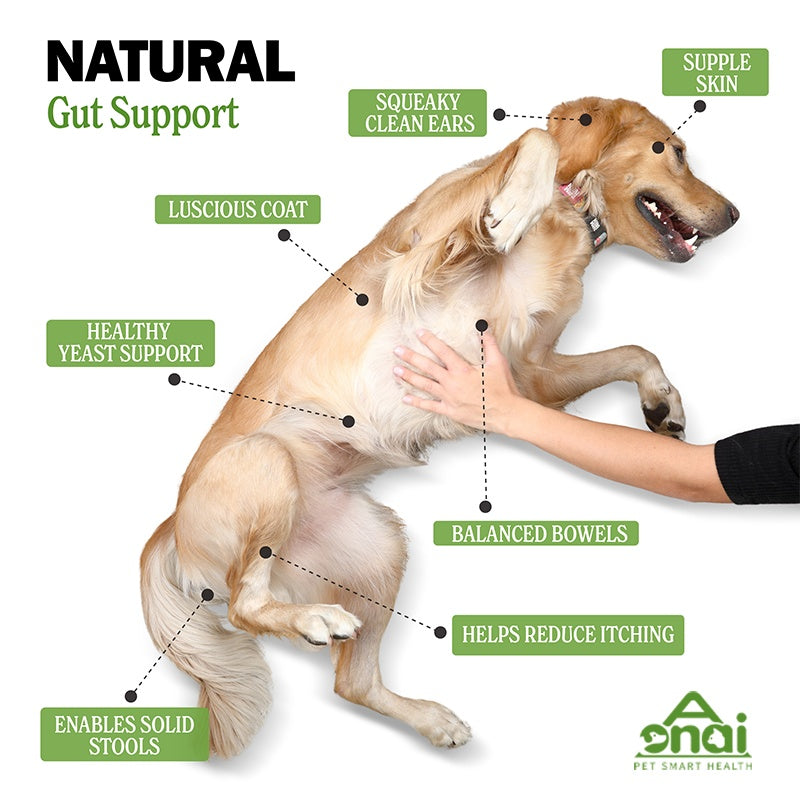 Probiotic Chews for Canine Digestive Health