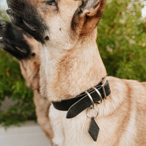 Classic Leather Canine Collar