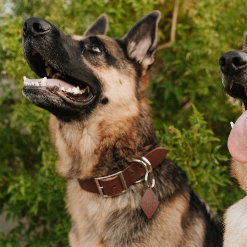 Classic Leather Canine Collar