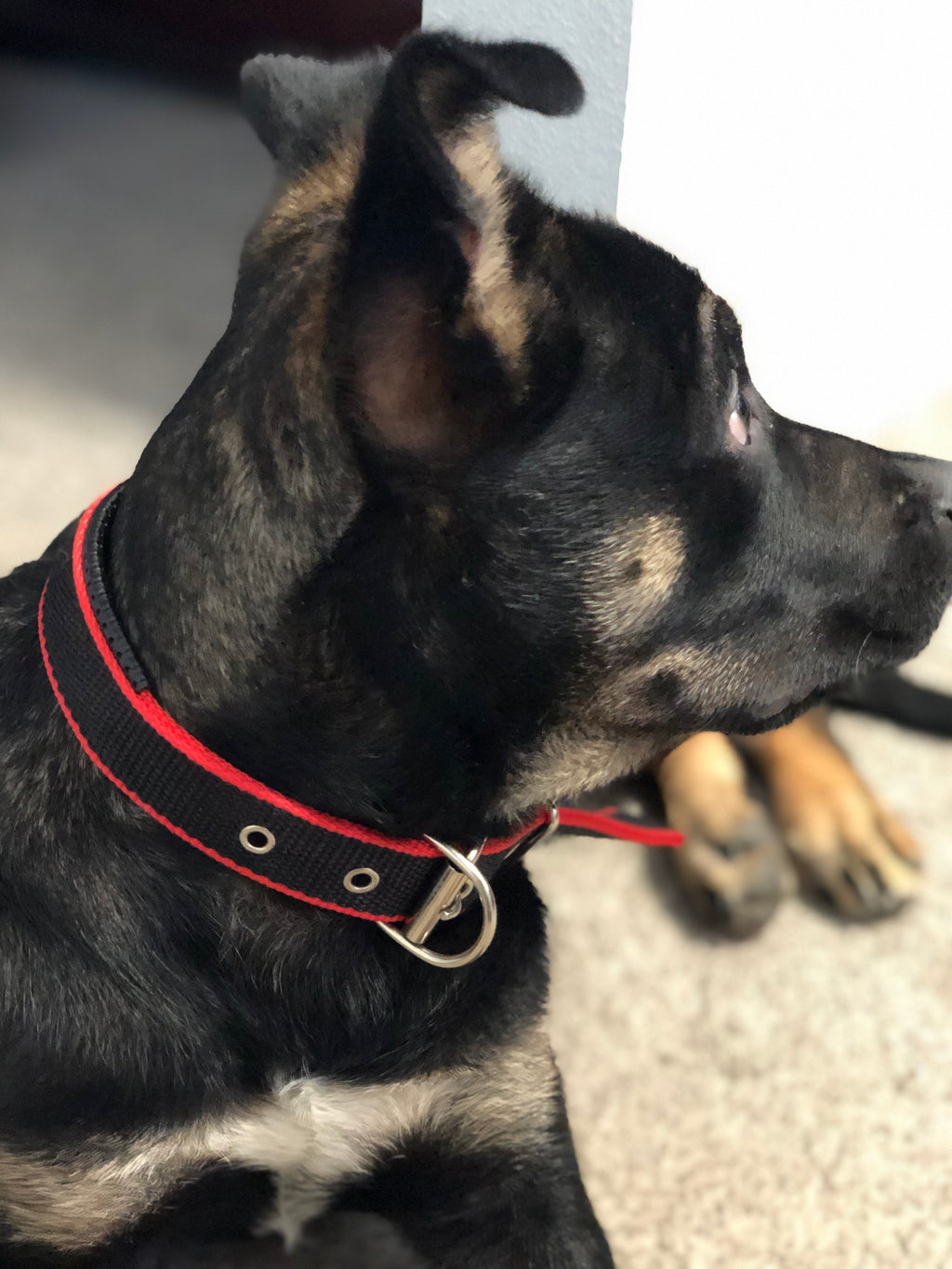 Adjustable Pet Collar, Red/Black