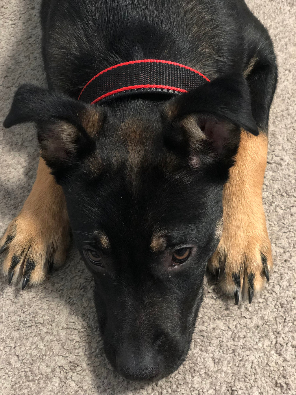 Adjustable Pet Collar, Red/Black