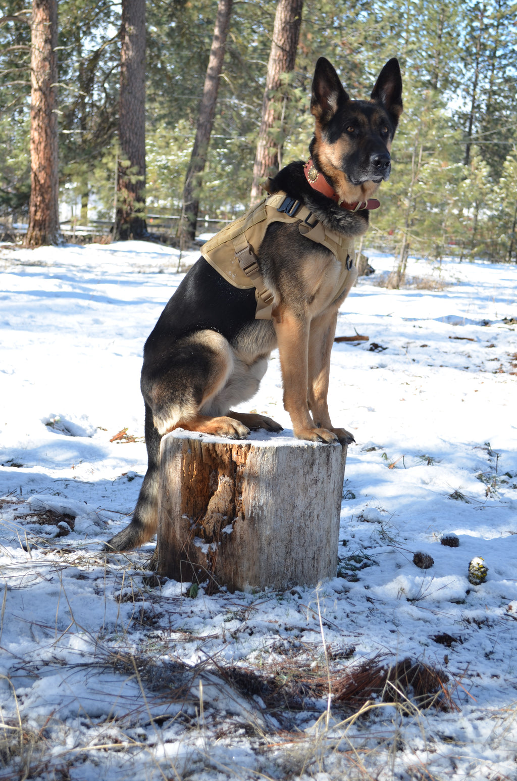 Tactical Canine Harness, Collar, and Leash Set