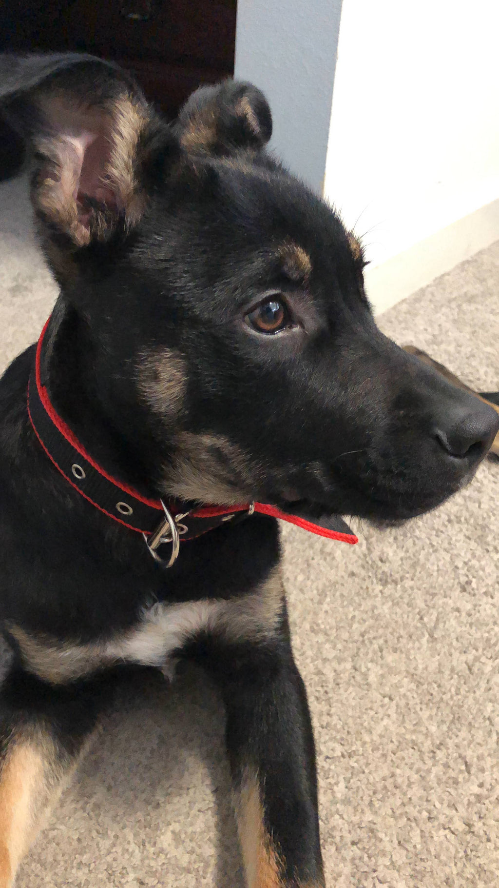 Adjustable Pet Collar, Red/Black