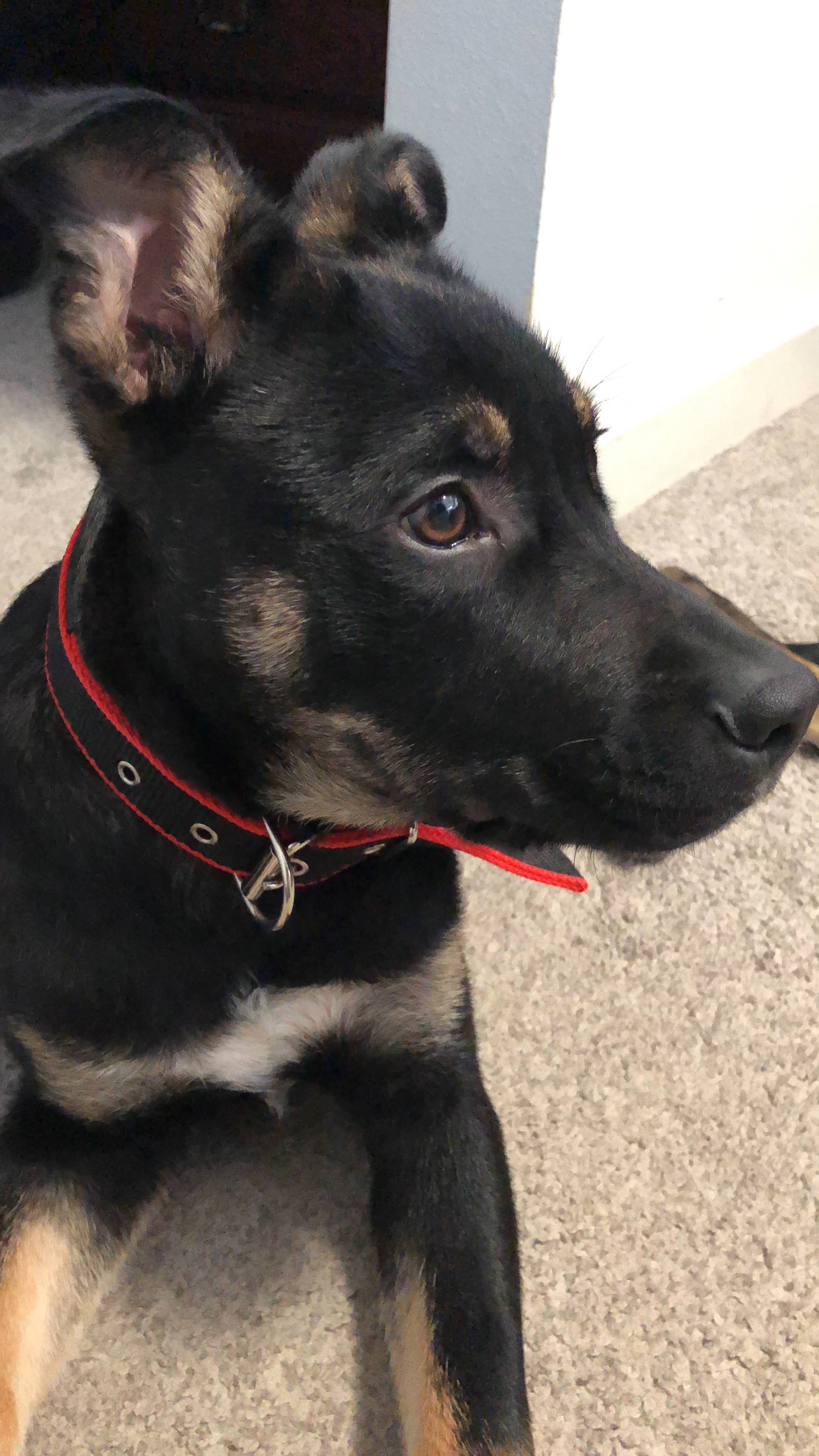 Adjustable Pet Collar, Red/Black