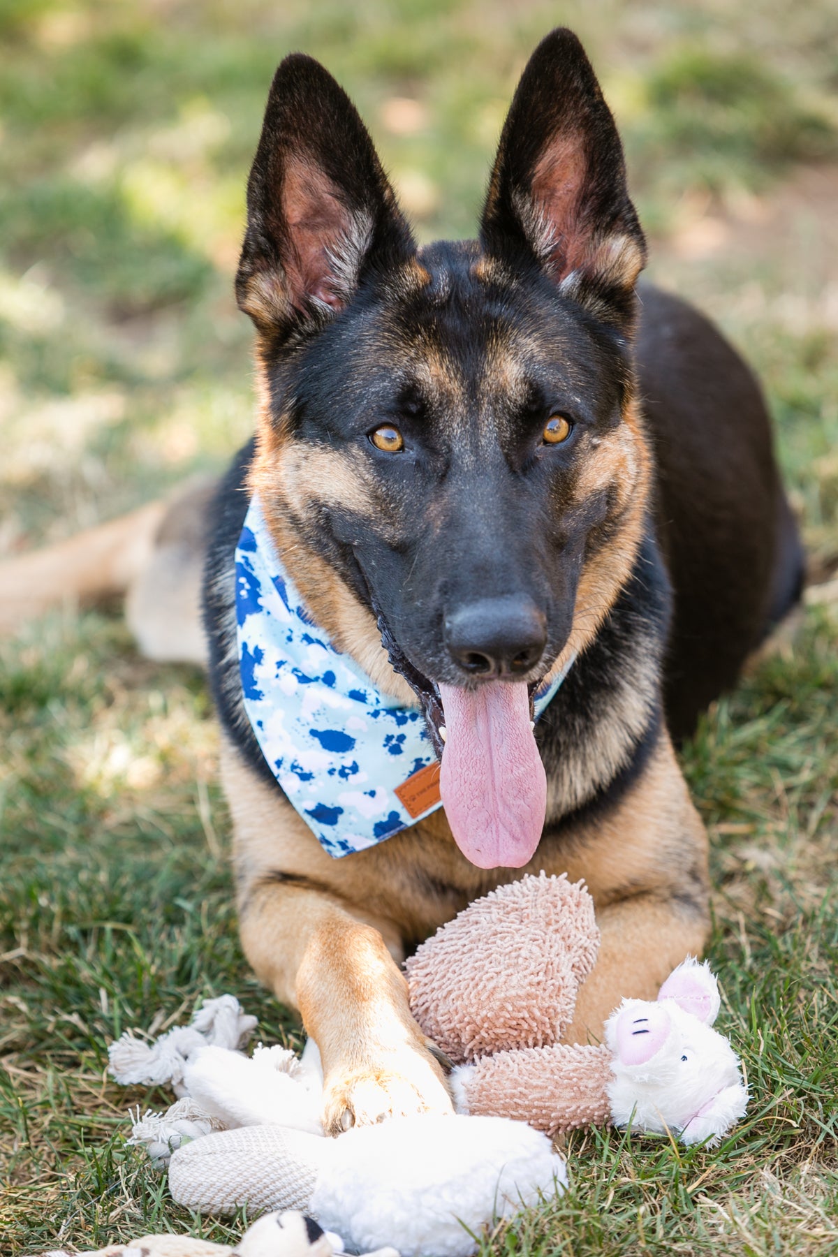 6-Pack Plush Dog Toy Set