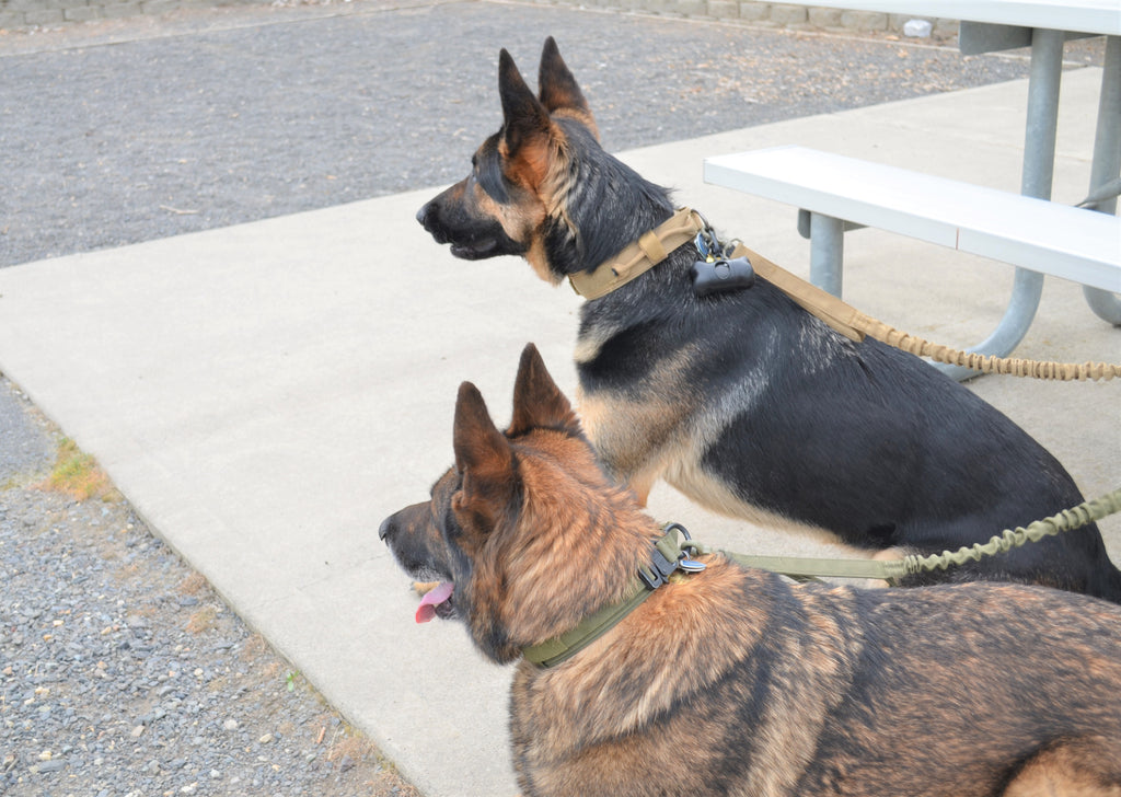 Tactical Canine Harness, Collar, and Leash Set